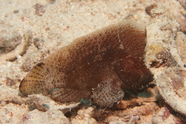 Ptarmus Gallus
